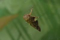 Aphrophora alni
