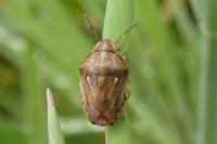 Neottiglossa leporina
