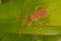 Gonocerus acuteangulatus