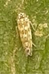 Eupteryx