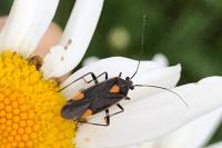 Capsodes flavomarginatus