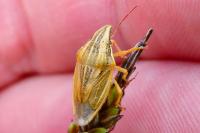 Aelia acuminata