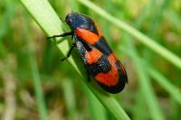 Cercopis vulnerata