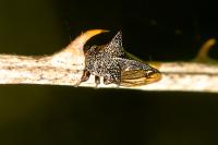 Centrotus cornutus