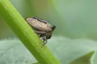 Centrotus cornutus