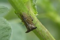 Centrotus cornutus
