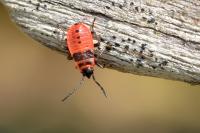 Pyrrhocoris apterus