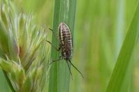 Horistus orientalis