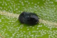 Penthimia nigra