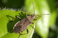 Ceraleptus gracilicornis