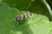 Tachycixius venustulus