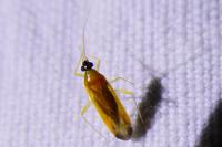 Phylus melanocephalus