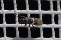 Microplax albofasciata
