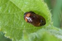Penthimia nigra