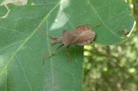 Coreus marginatus