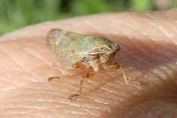 Aphrophora