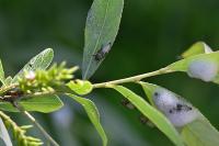 Aphrophora salicina