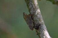 Aphrophora salicina