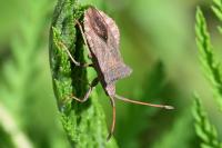 Coreus marginatus