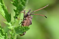 Coreus marginatus