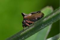 Centrotus cornutus