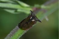 Centrotus cornutus