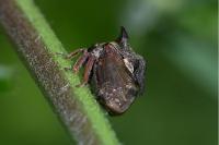 Centrotus cornutus