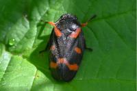 Cercopis intermedia