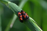 Cercopis vulnerata