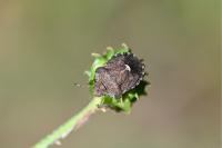 Dyroderes umbraculatus