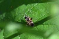 Rhyparochromus vulgaris