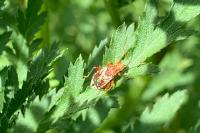 Rhopalus subrufus