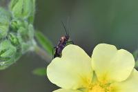 Capsodes flavomarginatus
