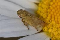 Philaenus spumarius