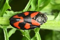 Cercopis vulnerata
