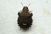 Dyroderes umbraculatus