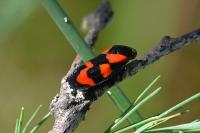Cercopis vulnerata