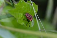 Graphosoma italicum