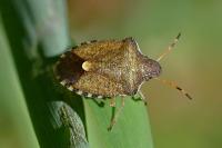 Peribalus strictus
