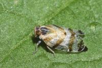 Tachycixius venustulus