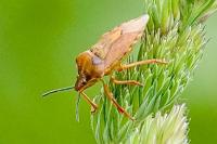 Carpocoris purpureipennis