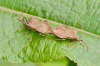 Coreus marginatus