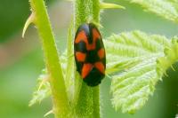 Cercopis vulnerata