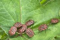 Graphosoma italicum