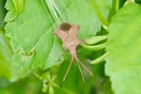 Coreus marginatus
