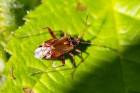 Closterotomus fulvomaculatus