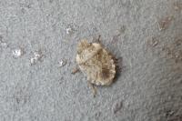 Sciocoris