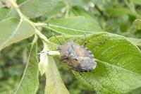Rhaphigaster nebulosa