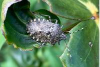 Rhaphigaster nebulosa