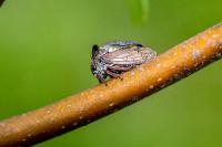 Centrotus cornutus